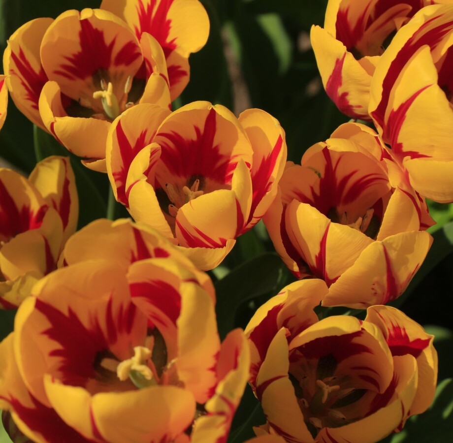 Yellow tulips - Jenny Tucker